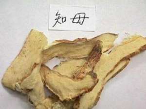 鲨鱼翅的功效与作用