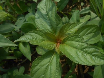 首届世界艾草产业大会在湖北蕲春召开