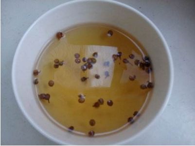 光梗丝石竹的功效与作用