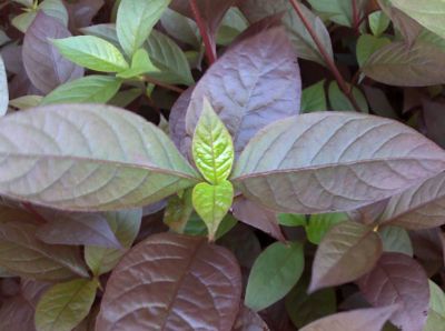 蓝花茶的功效与作用