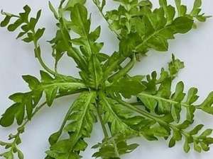 让老年人的生活不孤单