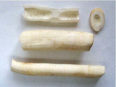 无花果栽培适应性强的耐寒品种